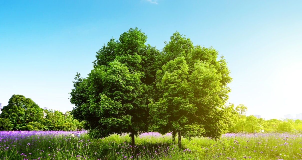 Ağaçlarda birbiriyle iletişim kuruyor