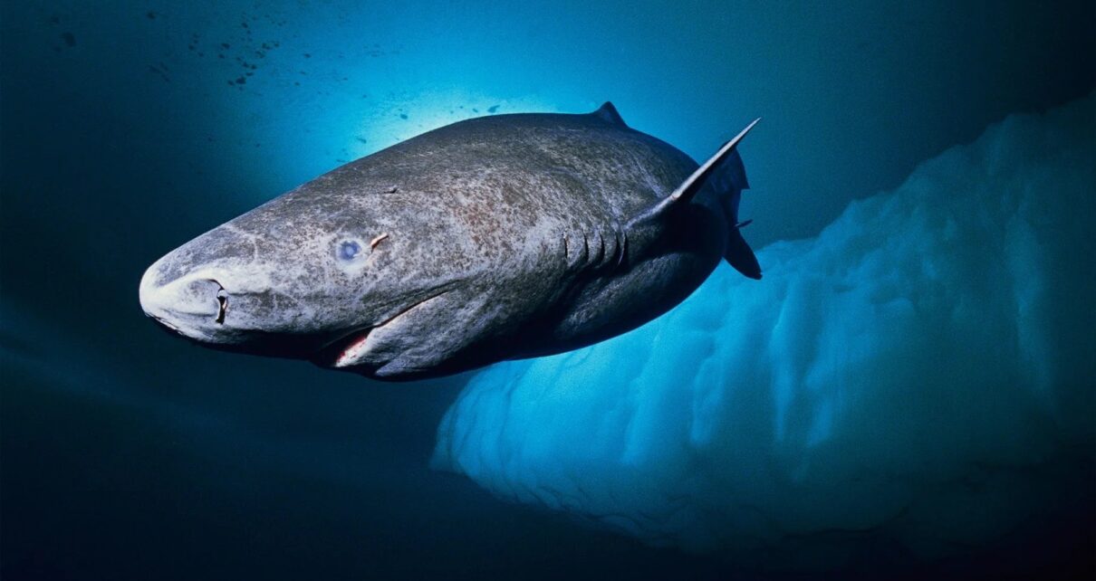 Grönland köpekbalığının yaşadığı Arktik Okyanusu’nun derin ve soğuk su ortamı