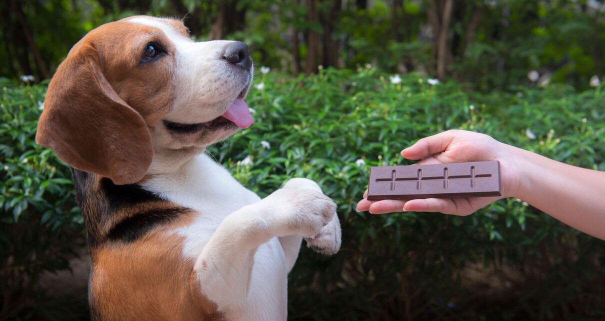 çikolatanın köpekler için zehirli olabileceğini anlatan görsel