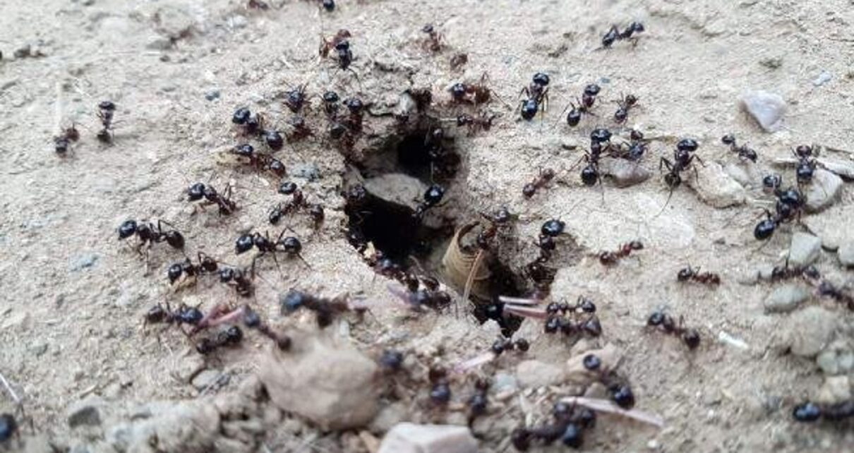 Bir karınca büyük bir yiyeceği taşırken