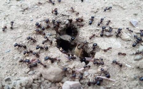 Bir karınca büyük bir yiyeceği taşırken